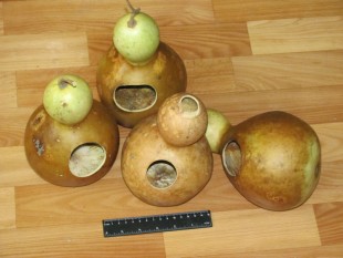 Лагинария.jpg (85.93 КБ) 3833 просмотра Лагенария (Lagenaria siceraria)