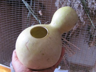 Лагинария-2.jpg (97.09 КБ) 3833 просмотра Лагенария (Lagenaria siceraria)