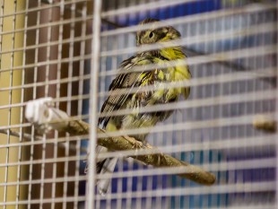 (голые бока)