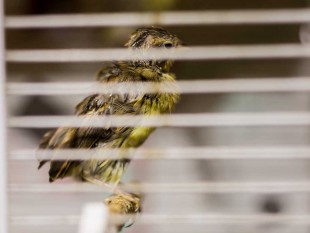 хвост только выпал, лысая голова