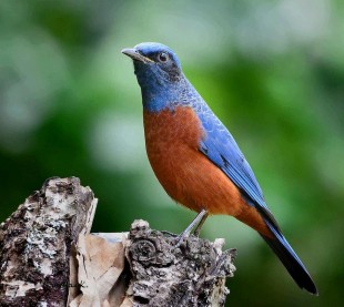 123.jpg (119.75 КБ) 104787 просмотров ©somchai@2008