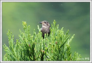 20115262638547.jpg (90.69 КБ) 104787 просмотров ©周彬康