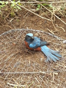 20130414_070632.jpg (239.01 КБ) 104777 просмотров Самец