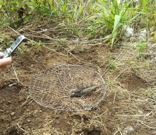 20130413_082341.jpg (230.12 КБ) 104773 просмотра Самка