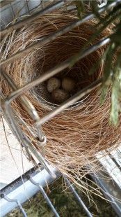 029717600f4e1.jpg (111.33 КБ) 32722 просмотра Две недели до того как..