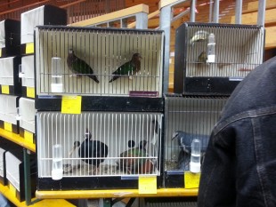 Голуби &amp; куропатки