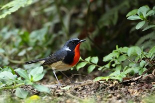 20125157777630 (1).jpg (69.61 КБ) 21509 просмотров Самец.© 张果老