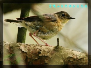 lp.jpg (129.34 КБ) 21507 просмотров Самка