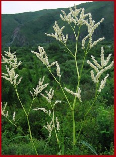 горец почечуйный..jpg