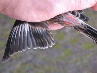 IMG_0309.jpg (40.83 КБ) 21570 просмотров Горная чечетка (Carduelis flavirostris)<br />самец
