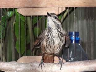 кен утр дрозд.jpg