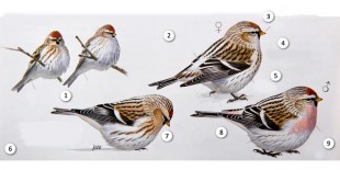 Carduelis-hornemanni.jpg