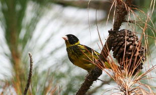 Carduelis Monguillot.png