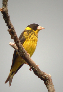 Vietnamese Greenfinch Carduelis monguilloti.png