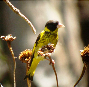 самец вьетнамской зеленушки.png