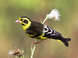 гималайская зеленушка...png