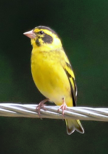 Carduelis spinoides spinoides   - взрослая самка.png