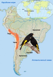 zwartesijs.jpg (76.88 КБ) 16439 просмотров Carduelis atrata<br />© Werkgroep Amerikaanse Sijzene Sijzen