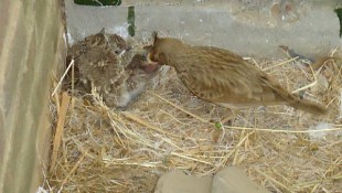 Te koop te koop kuifleeuwerikken 1-1<br />kweeknummer NB13-3TBE10