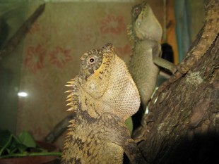 Акантозавр (агама)