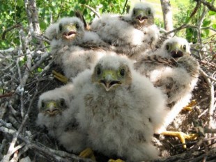 Птенцы пустельги в гнезде вороны