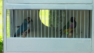 Гульдовая амадина (мутация)