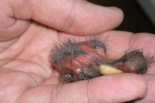 P6250002-G.jpg (294.12 КБ) 25015 просмотров Фото 2016-06-25