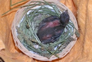 P7010002-G.jpg (295.47 КБ) 25037 просмотров Фото 2016-07-01