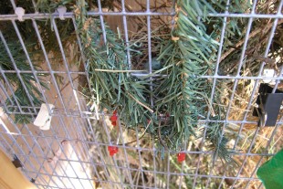 P7290005-G.jpg (295.58 КБ) 25037 просмотров Фото декорации фронта нижнего садка