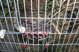 P8190007-G.jpg (298.39 КБ) 25112 просмотров Фото гнезда в нижнем садке