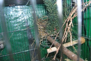 P8190010-G.jpg (298 КБ) 25037 просмотров Фото гнезда в клетке Италия