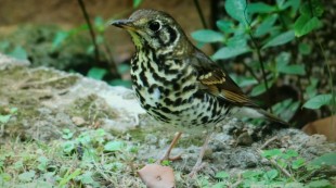 китайский дрозд ..jpg