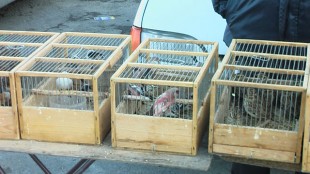 Ополоновки, урагусы, жаворонки