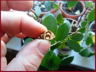 4.jpg (210.46 КБ) 22925 просмотров Личинки в семенах шиповника.<br />.