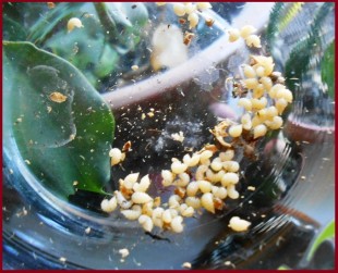 5.jpg (219.01 КБ) 22925 просмотров Личинки в семенах шиповника.<br />В зимний период подкармливаю птиц.