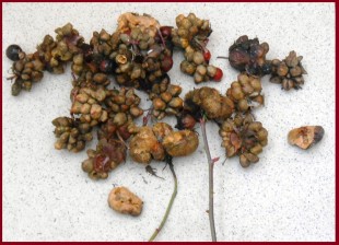 1.jpg (231.92 КБ) 22925 просмотров Вот так выглядят поражённые <br />семена шиповника.