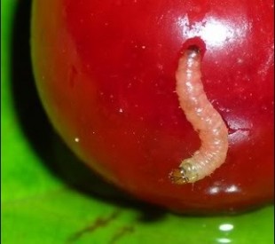 черешня.jpg (26.06 КБ) 22853 просмотра черешня