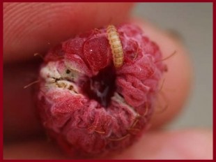 личинка малинной мухи.jpg (47.54 КБ) 22853 просмотра личинка малинной мухи.