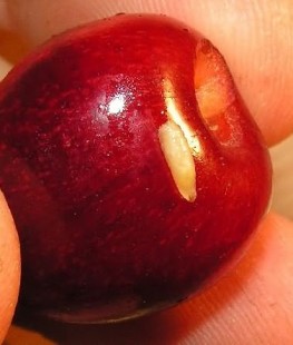 личинки вешнёвой вишни.jpg (47.82 КБ) 22853 просмотра личинки вишнёвой мухи.