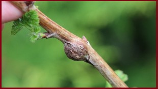 Малиновая стеблевая галлица.1.jpg (48.99 КБ) 22853 просмотра Малиновая стеблевая галлица