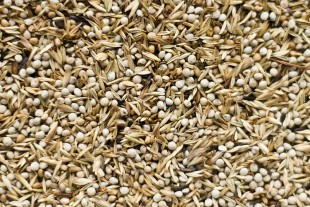 Deli-Nature-98.jpg (161.35 КБ) 33391 просмотр Deli Nature 98 American Siskin