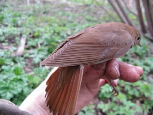 второй самчик,общий вид,весьма рыжеватый