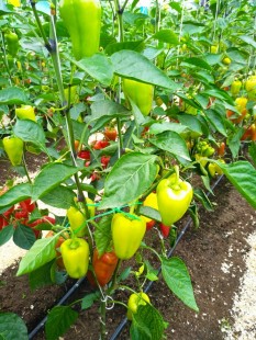 Перец сладкий