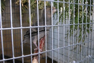 P8010004-1.jpg (399.67 КБ) 11452 просмотра 01.08.2018г.